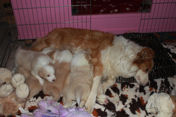 Sharilin Border Collie's