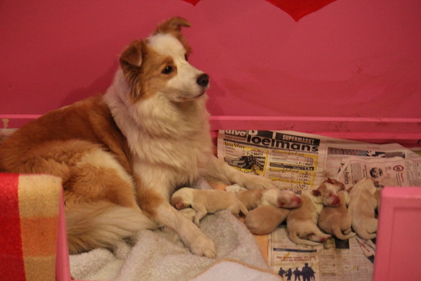 Sharilin Border Collie's