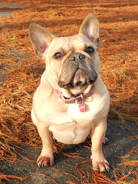 Abby in het park