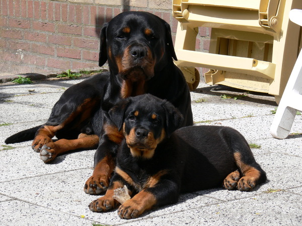 Rottweiler