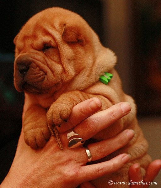 shar pei kennel Damishar