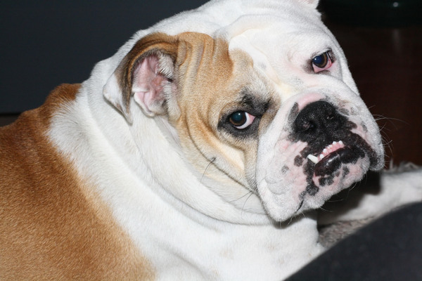 Engelse Bulldog