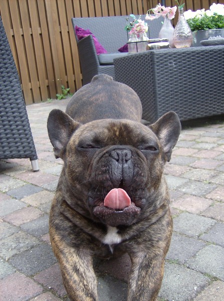 Franse Bulldog