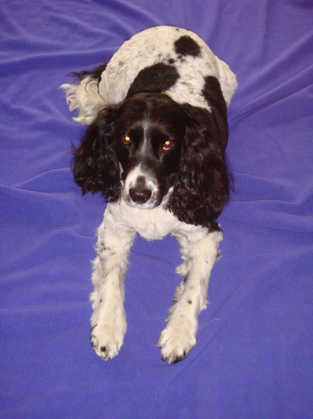 Engelse Springer Spaniel