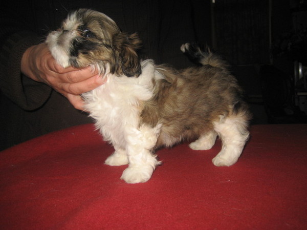 Shih Tzu