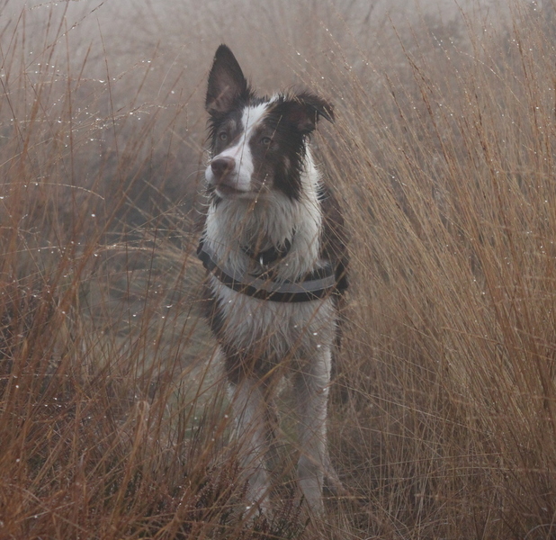 Border Collie