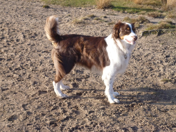 Australian Shepherd