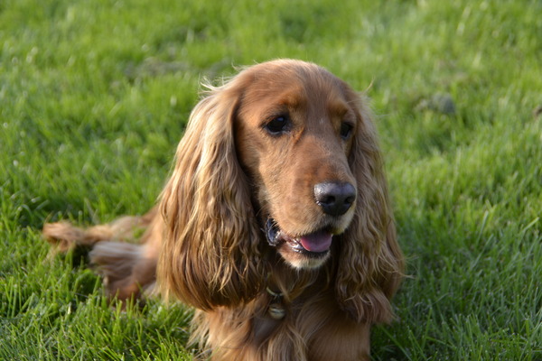 Engelse Cocker Spaniel