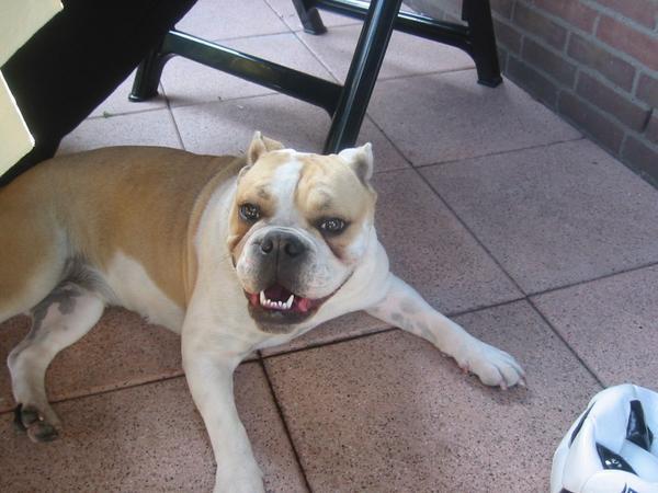 Old English Bulldog