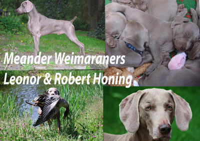 Meander Weimaraners