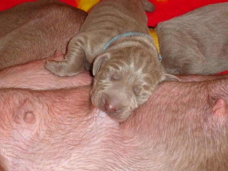 Meander Weimaraners-Leonor & Robert Honing