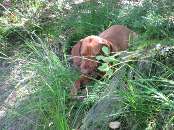 Vizsla (Hongaarse staande hond)