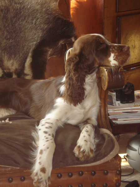 Engelse Springer Spaniel