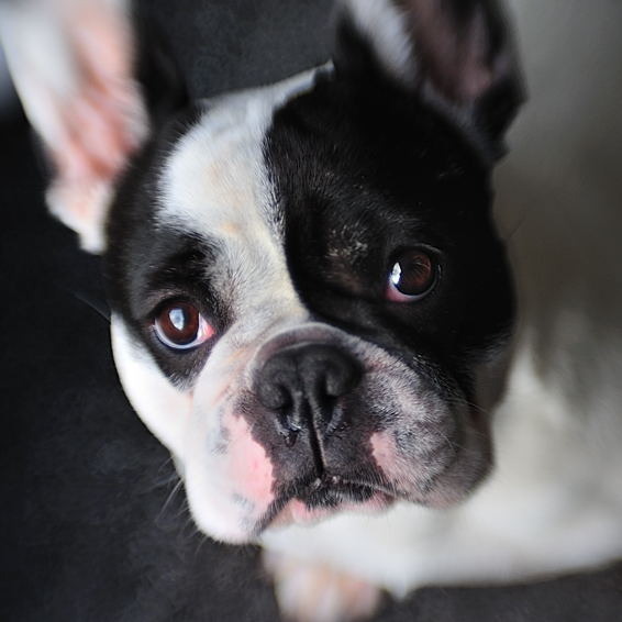 Franse Bulldog