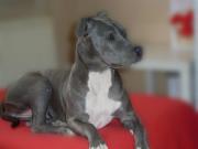 American Staffordshire Terrier