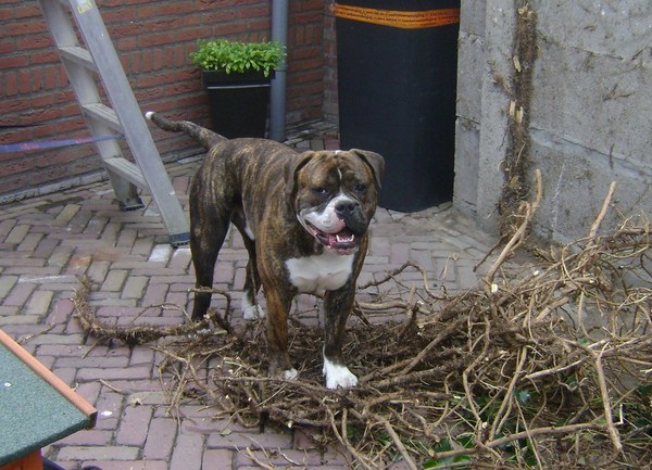 Old English Bulldog