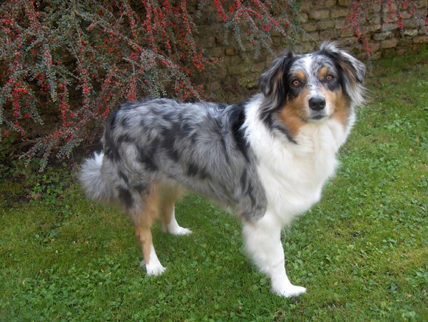 Australian Shepherd