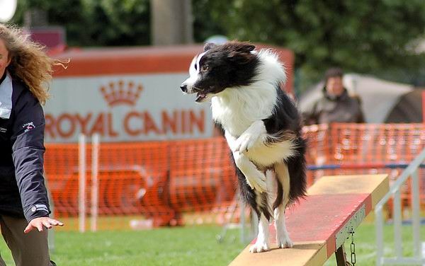 Border Collie