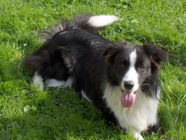 Border Collie