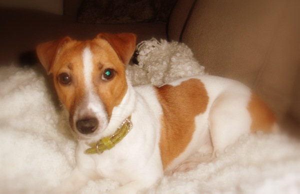 Jack Russell Terrier