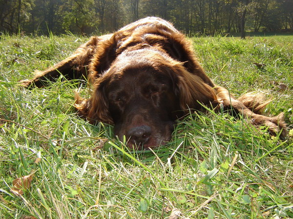 Duitse Staande Hond, Langhaar