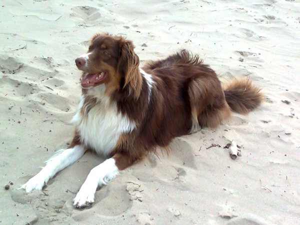 Australian Shepherd