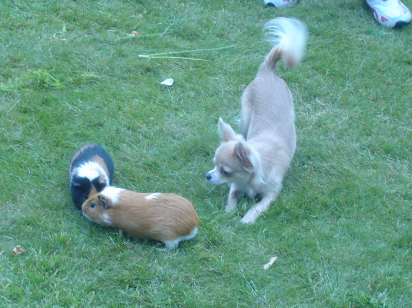 dinake samen met de cavia's