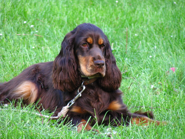 Engelse Cocker Spaniel