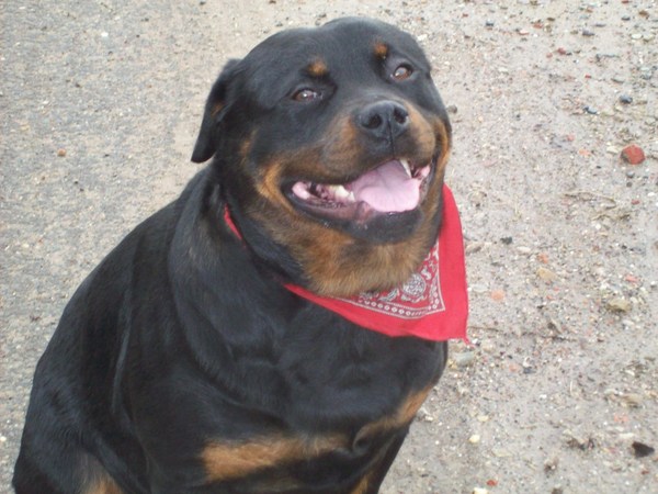 Rottweiler