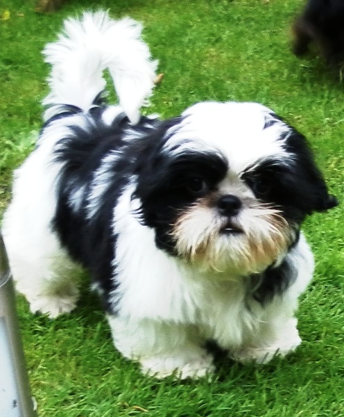 Shih Tzu