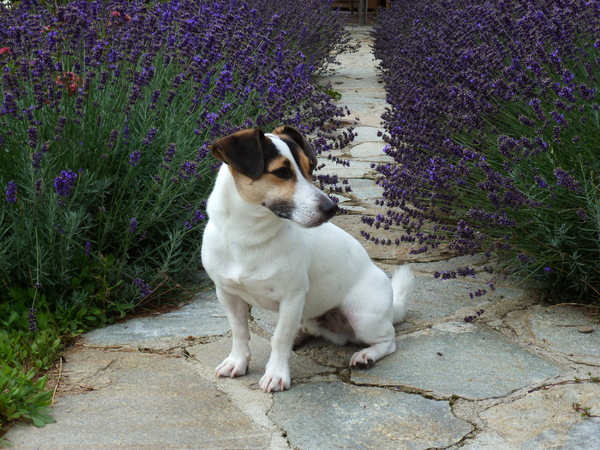 Jack Russell Terrier