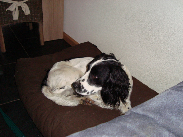 Engelse Springer Spaniel