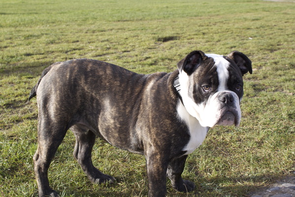 Old English Bulldog