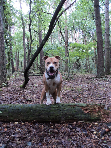 American Staffordshire Terrier