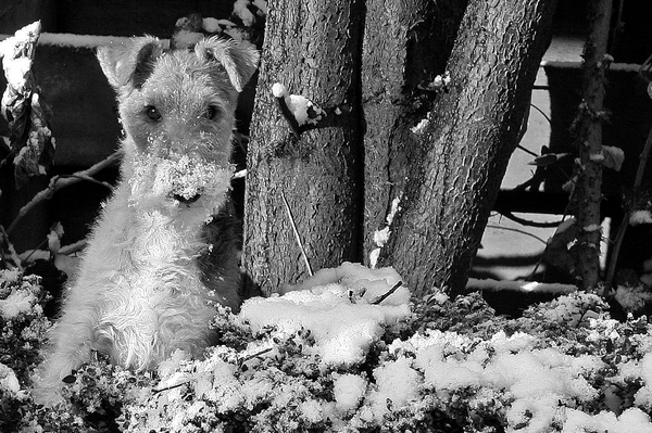 Foxterrier, draadhaar