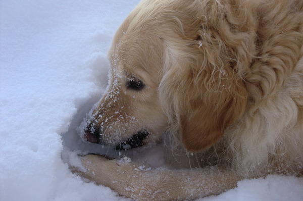 Golden Retriever