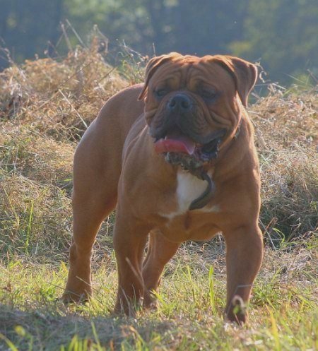 Old English Bulldog