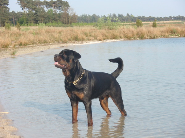 Rottweiler