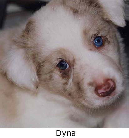 Border Collie