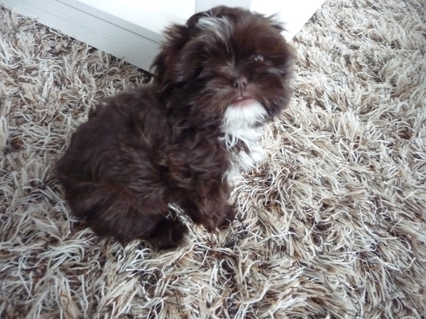 Shih Tzu