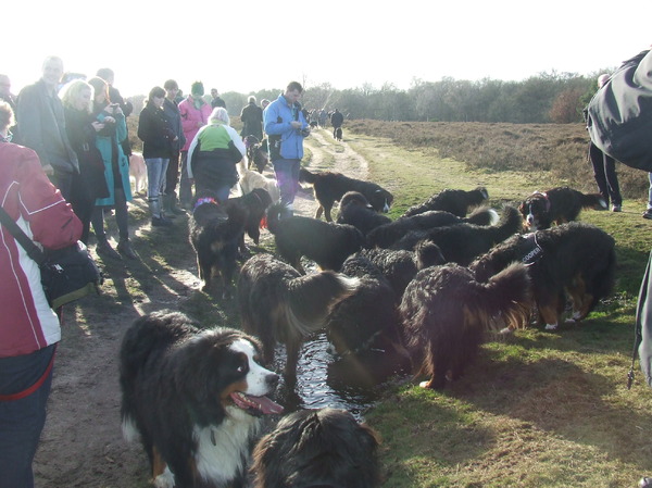 Berner Sennenhond