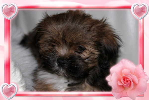 Dit is Kira een Lhasa Apso!!