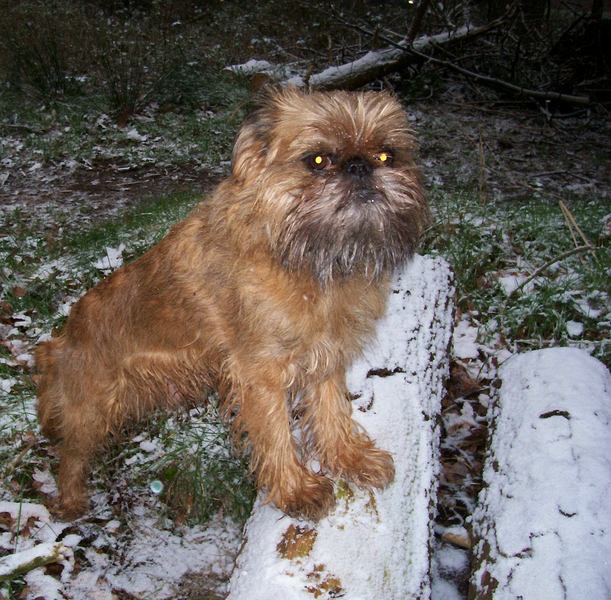 Brando in de sneeuw