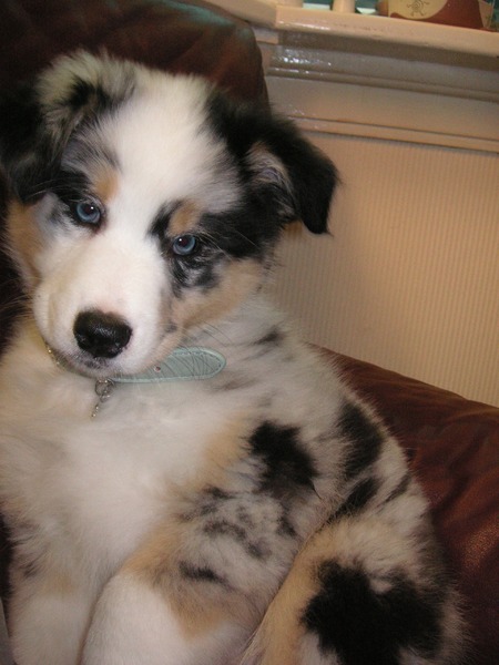 Australian Shepherd