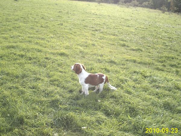 Welsh Springer Spaniel