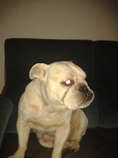 Engelse Bulldog