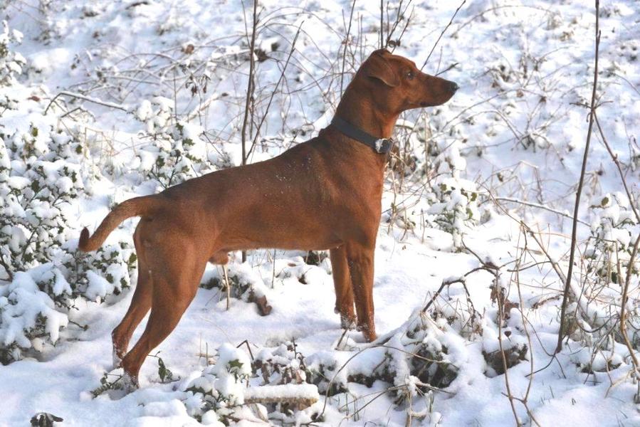 Duitse Pinscher