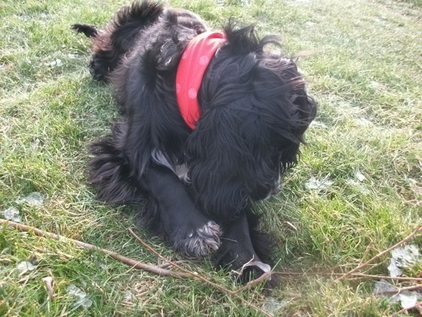 Engelse Cocker Spaniel