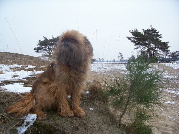 Brando in de Drunense Duinen