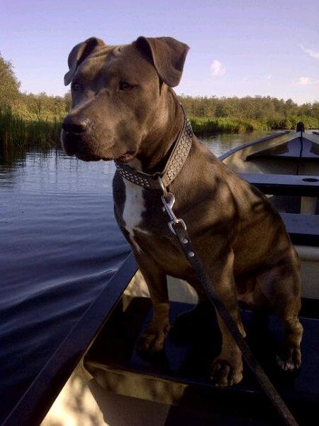 American Staffordshire Terrier